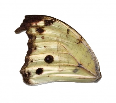 SALAMIS SP FRONT WING